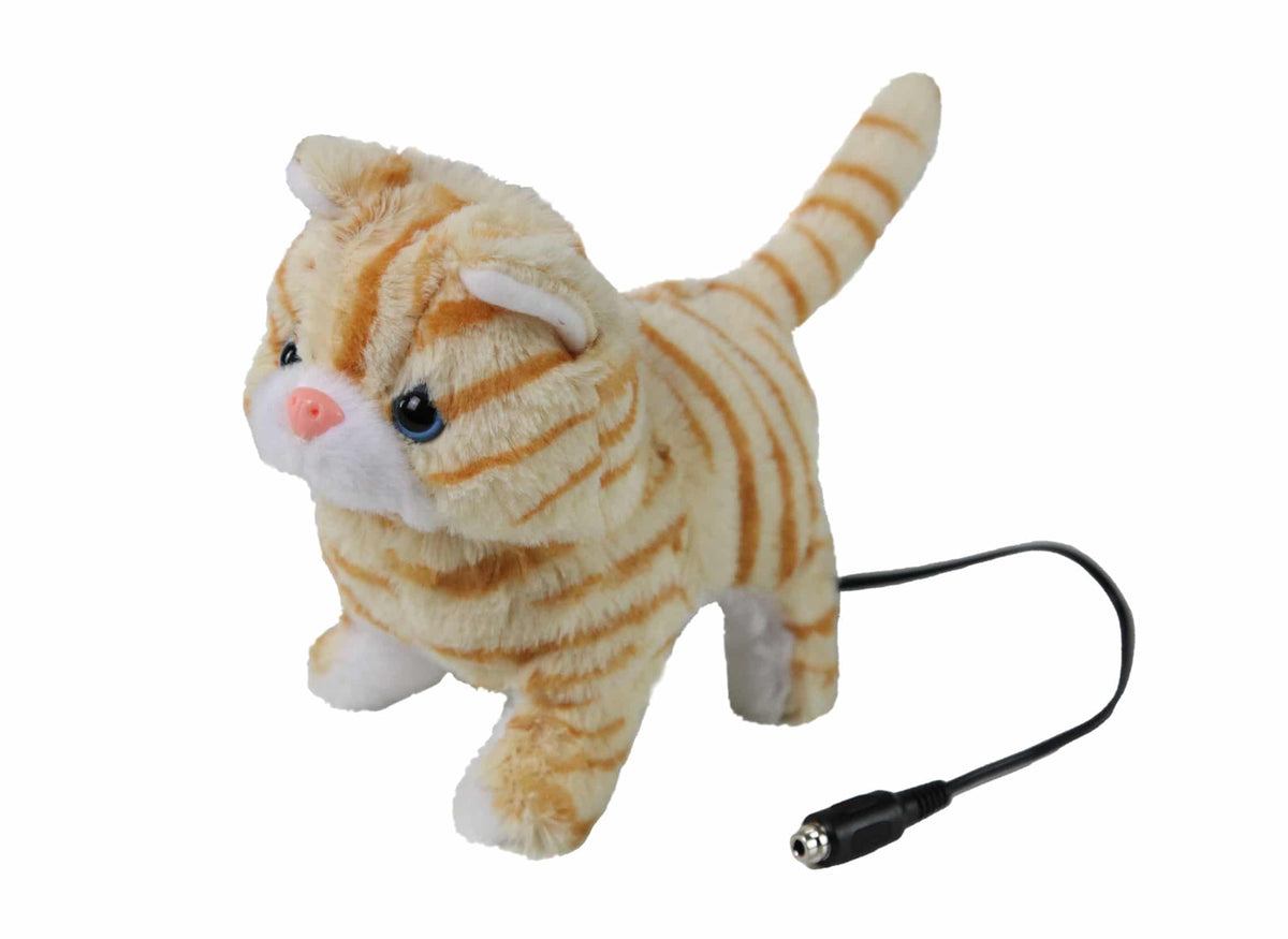 TABBY KITTEN