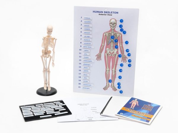 Touch, Label, and Learn Poster: Human Skeleton (Anterior View)