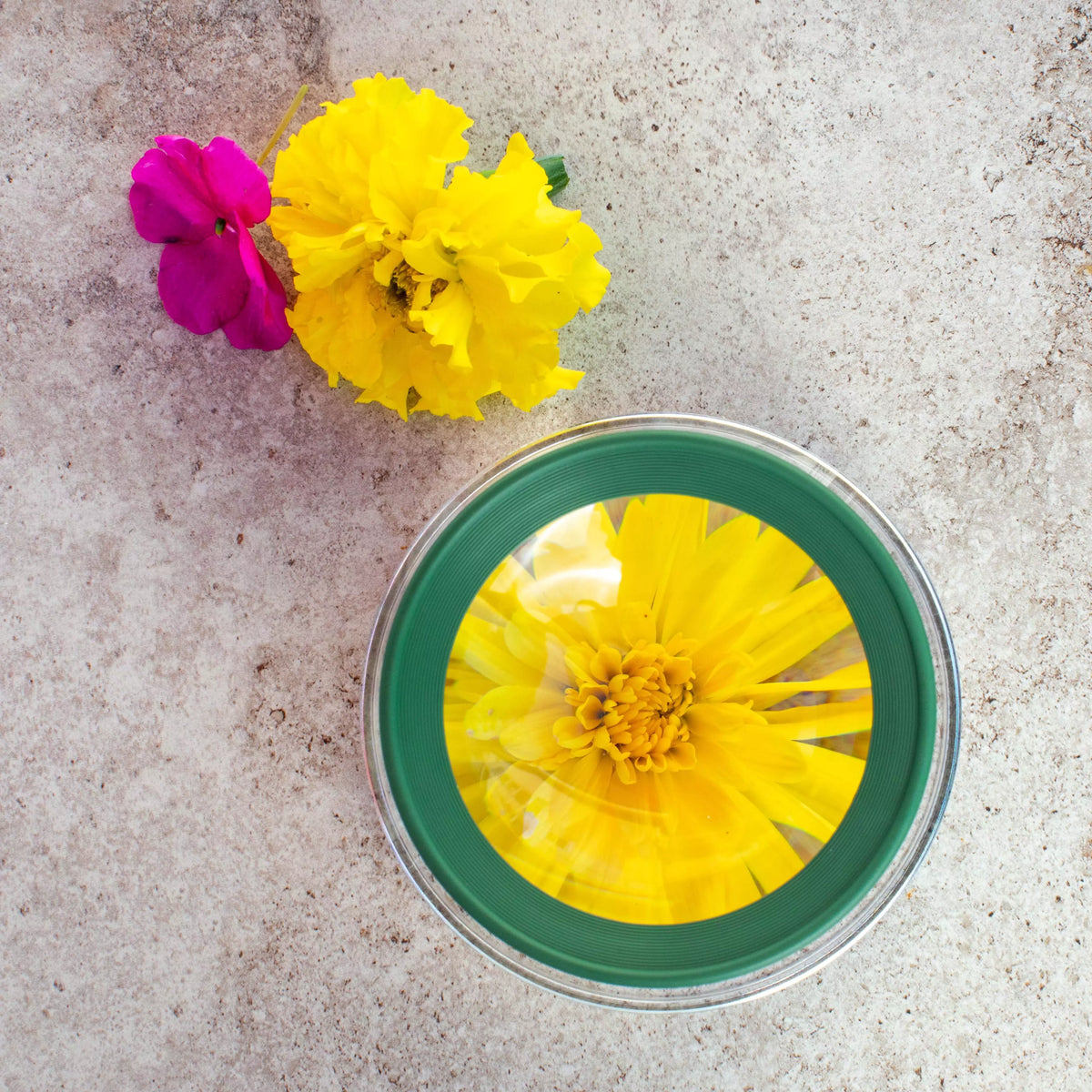 Yellow flower pressed into a green circular object on a concrete surface with additional yellow and pink flowers.
