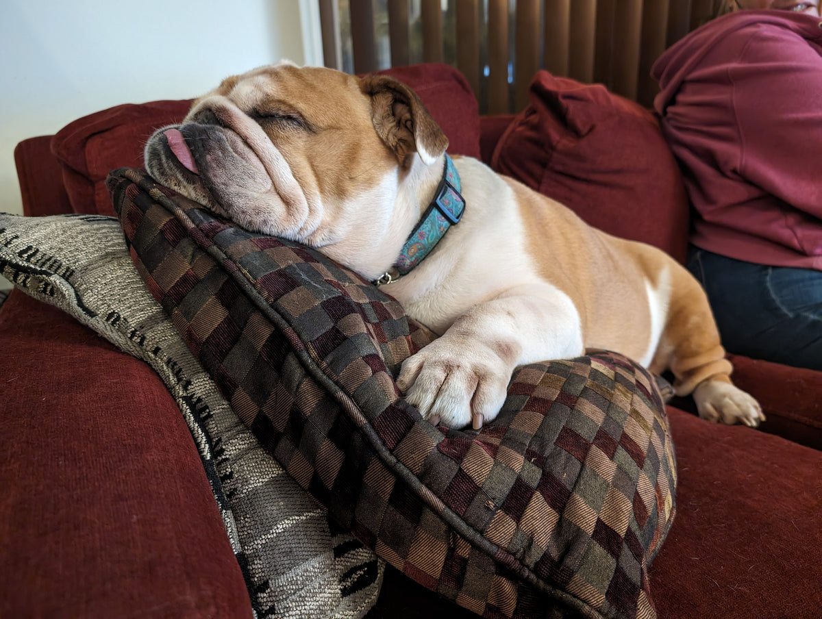 Daisy the bulldog sleeping on the couch